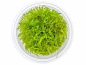 Preview: Javamoos - Taxiphyllum barbieri in vitro